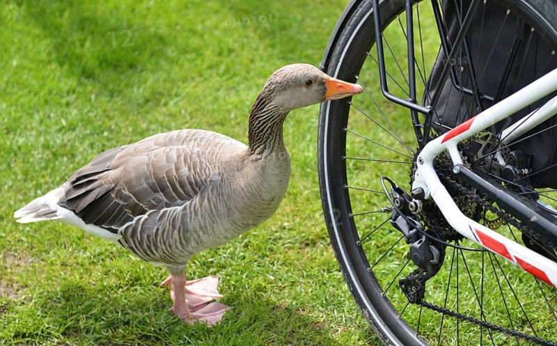 Greylag goose (Anser anser) on the rear wheel of a bicycle