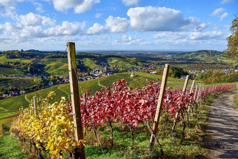 Autumn coloured vines, Kappelrodeck, Ortenaukreis, Black Forest, Baden-Württemberg, Germany, Europe
