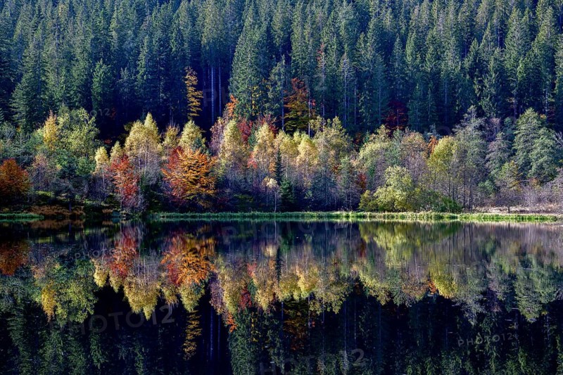 Trees reflected in the Sankenbachsee, Karsee, autumn, near Baiersbronn, Freudenstadt district, Black Forest, Baden-Württemberg, Germany, Europe