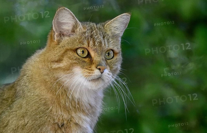 European Wildcat (Felis silvestris), portrait, captive, Rhodes, Département Moselle, Lorraine, France, Europe