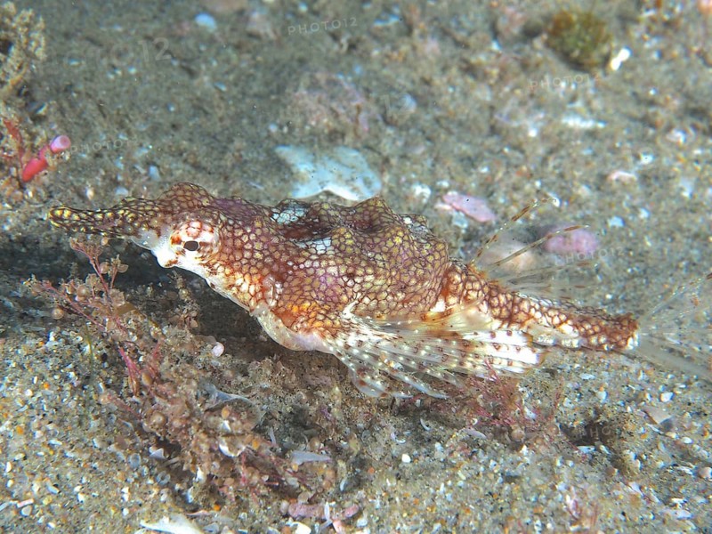 Little dragonfish (Eurypegasus draconis), dive site Sodwana Bay National Park, Maputaland Marine Reserve, KwaZulu Natal, South Africa, Africa