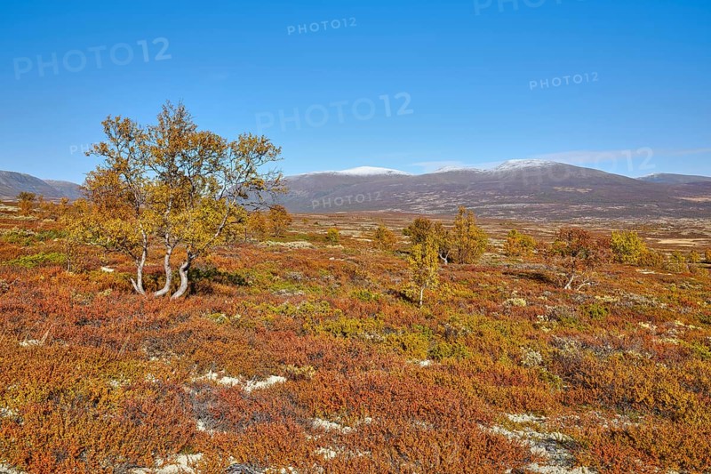 Dovrefjell National Park in autumn, trees, mountains with snow, Oppdal, Norway, Europe