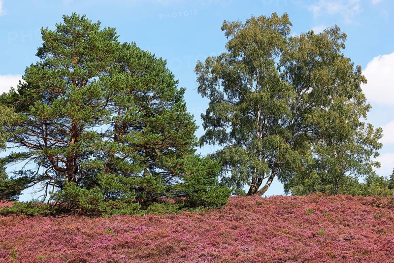 Fischbeker Heide nature reserve, heath blossom, flowering common heather (Calluna vulgaris), Scots pine (Pinus sylvestris) and birch trees (Betula), Hamburg, Germany, Europe