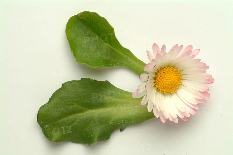 Common daisy (Bellis perennis), medicinal plant, naturopathy classifies the daisy among other things as stimulating the metabolism, expectorant and anti-inflammatory, used e.g. for respiratory and skin diseases as well as injuries. The daisy was named medicinal plant of the year 2017