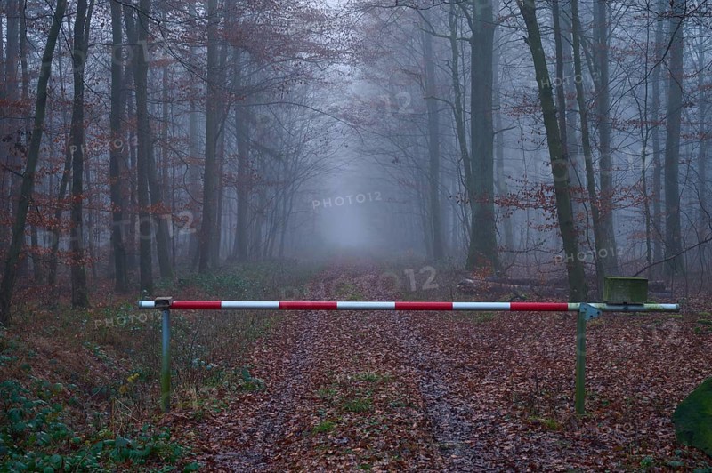 Forest path with gate at foggy morning, Kreuzwertheim, Spessart, Bavaria, Germany, Europe