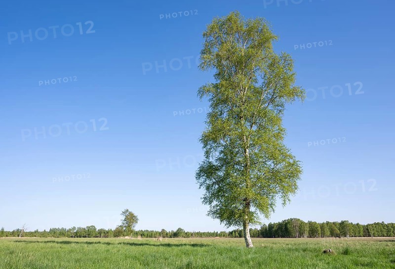 Downy birch (Betula pubescens), solitary, in a meadow in spring, blue sky, Lower Saxony, Germany, Europe