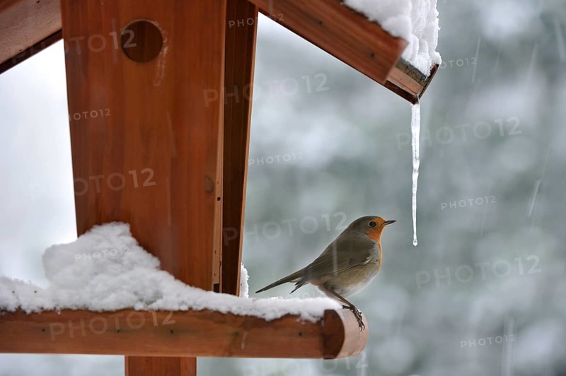 European robin (Erithacus Rubecula) on bird feeder, bird table in winter in the snow, Belgium, Europe