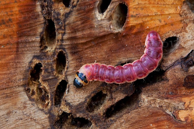 Caterpillar of the goat moth (Cossus cossus) in wood, Germany, Europe