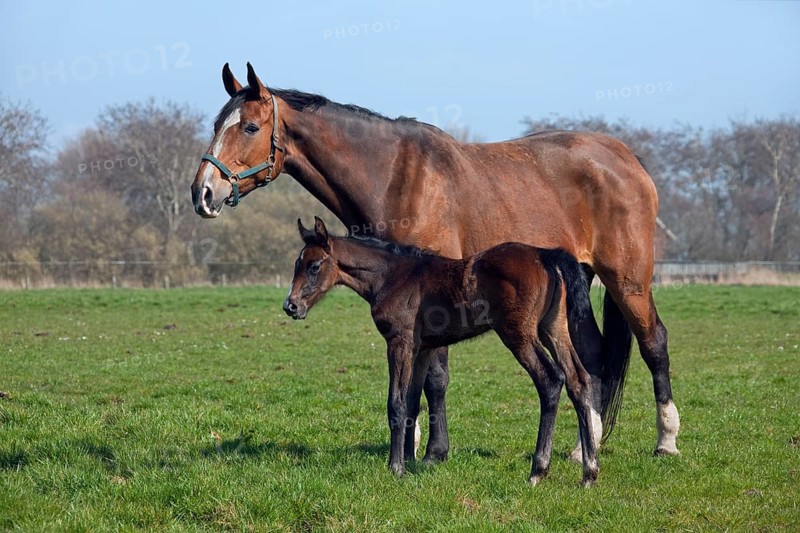 Holstein domestic horse (Equus caballus) mare with foal in the field, Germany, Europe