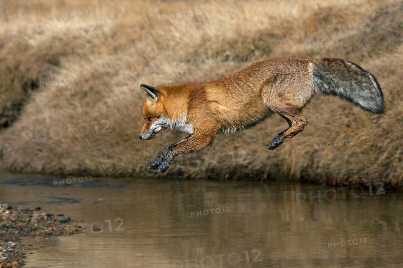 Red fox, red foxes (Vulpes vulpes), Fox, Foxes, Canines, Predators, Mammals, Animals, Red fox jumping over river, Gran Paradiso National Park, Italy, Europe