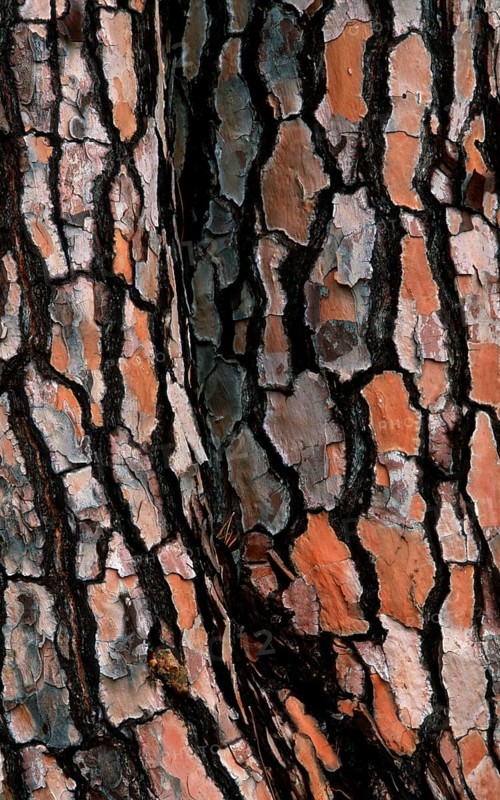 Stone Pine (Pinus pinea) bark, Coto Donana National Park, Spain, Europe