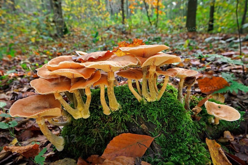 Dark honey fungus (Armillaria solidipes) (Armillaria ostoyae)