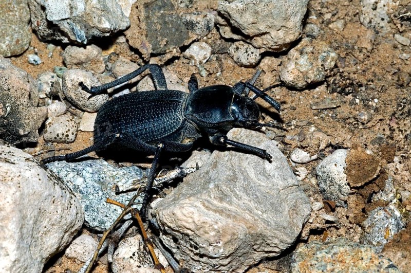 Broad-necked darkling beetle (Coelocnemis californicus), native to southern Canada and western USA