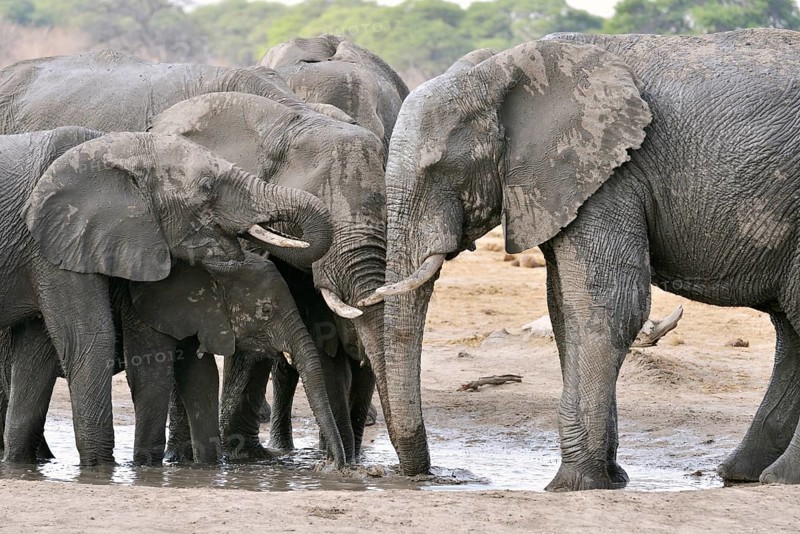Elephants (Loxodonta africana) drinking at a waterhole, near Somalisa, Hwange National Park, Matabeleland North, Zimbabwe, Africa