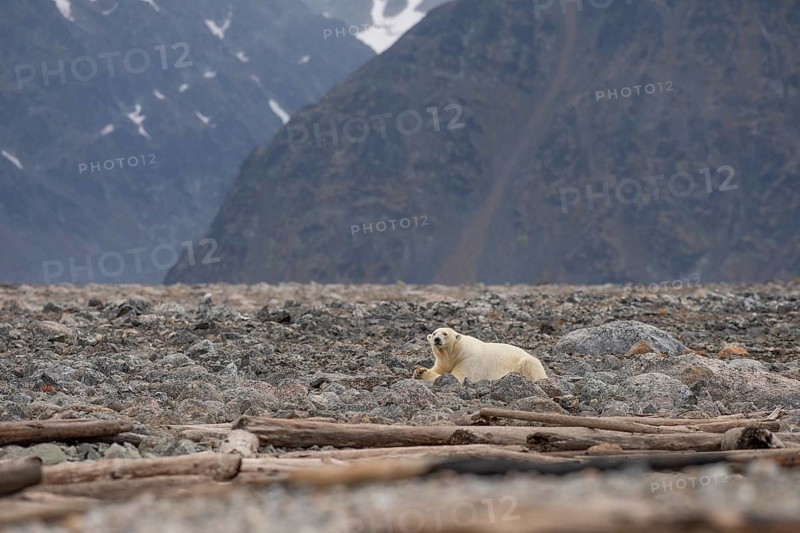 Reclining polar bear (Ursus maritimus), male, Blomstrandhalvoya, Svalbard and Jan Mayen archipelago, Norway, Europe