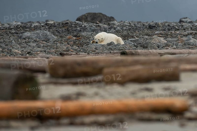 Reclining polar bear (Ursus maritimus), male, Blomstrandhalvoya, Svalbard and Jan Mayen archipelago, Norway, Europe
