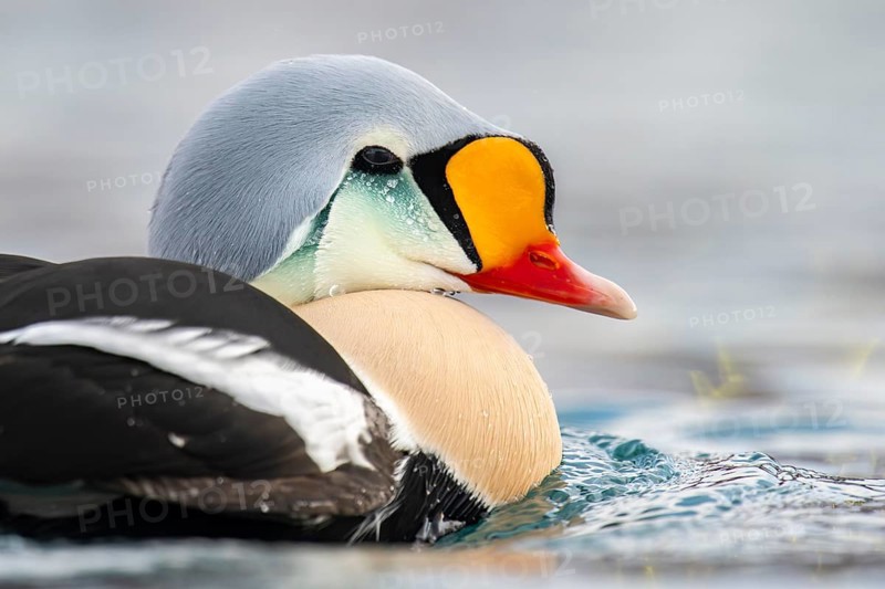 King eider (Somateria spectabilis), portrait of a male, Batsfjord, Båtsfjord, Varanger Peninsula, Finnmark, Northern Norway, Norway, Europe