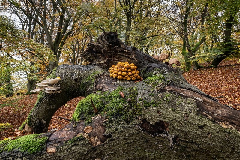 Golden scales (Pholiota aurivella and ringed beech slime moulds (Oudemansiella mucida) in beech forest (Fagus sylvatica), Hutewald Halloh, Hesse, Germany, Europe