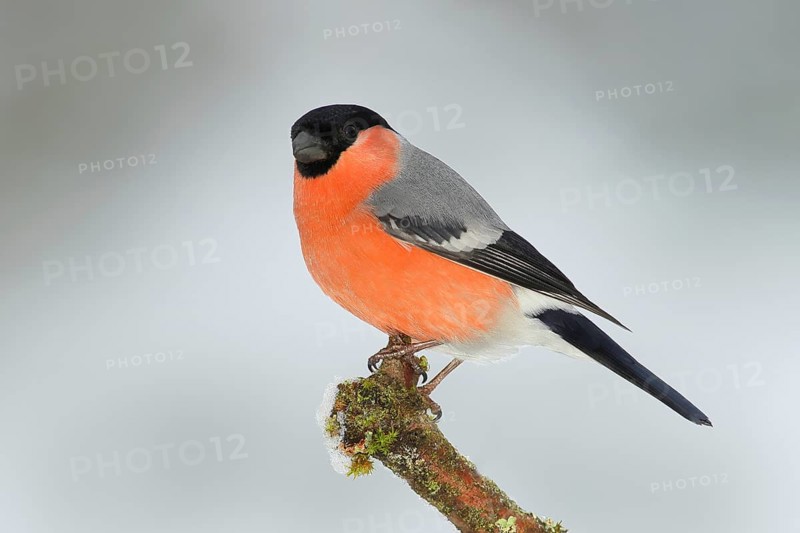 Eurasian bullfinch (Pyrrhula pyrrhula), male, sitting on a branch, wildlife, winter, Siegerland, animals, birds, North Rhine-Westphalia, Germany, Europe