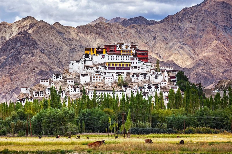 Thikse Gompa or Thikse Monastery (also transliterated from Ladakhi as Tikse) (Tiksey or Thiksey), Tibetan Buddhist monastery of the Yellow Hat (Gelugpa) sect. Ladakh, Jammu and Kashmir, India, Asia