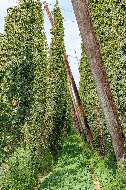 Hop field Hop cultivation, Hops (Humulus), Alsace, France, Europe