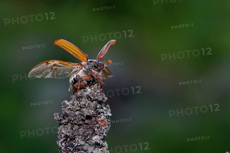 Cockchafer (Melolontha melolontha) taking off, Småland, Sweden, Europe