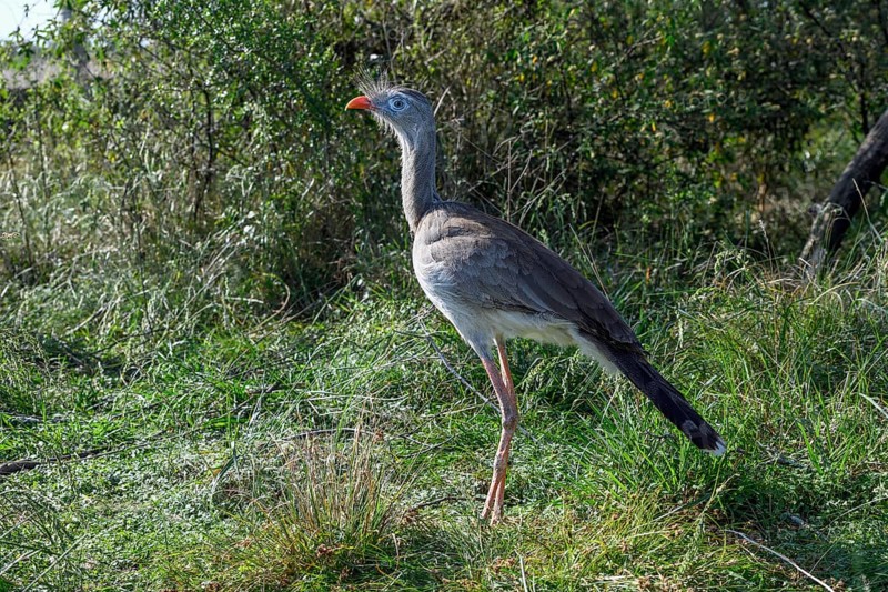 Red-legged seriema (Cariama cristata) in the breeding station of the Conservation Land Trust at the Estancia El Socorro, near Colonia Carlos Pellegrini, Esteros del Iberá, Province of Corrientes, Argentina, South America