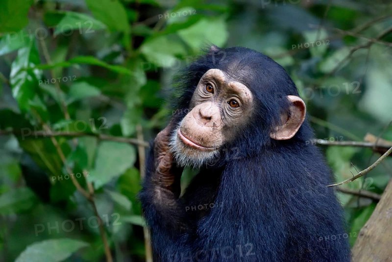 West African chimpanzee (Pan troglodytes verus) in the rainforest, young animal, animal portrait, Bossou, Nzérékoré region, Republic of Guinea, West Africa