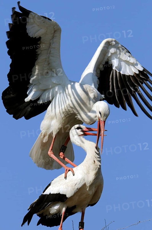 White storks (Ciconia ciconia), pair, copulating, Germany, Europe