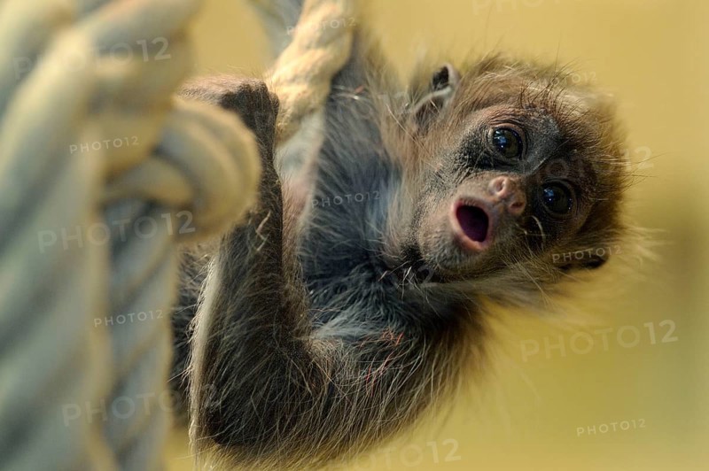 Golden-fronted spider monkey, juvenile (Ateles belzebuth belzebuth)