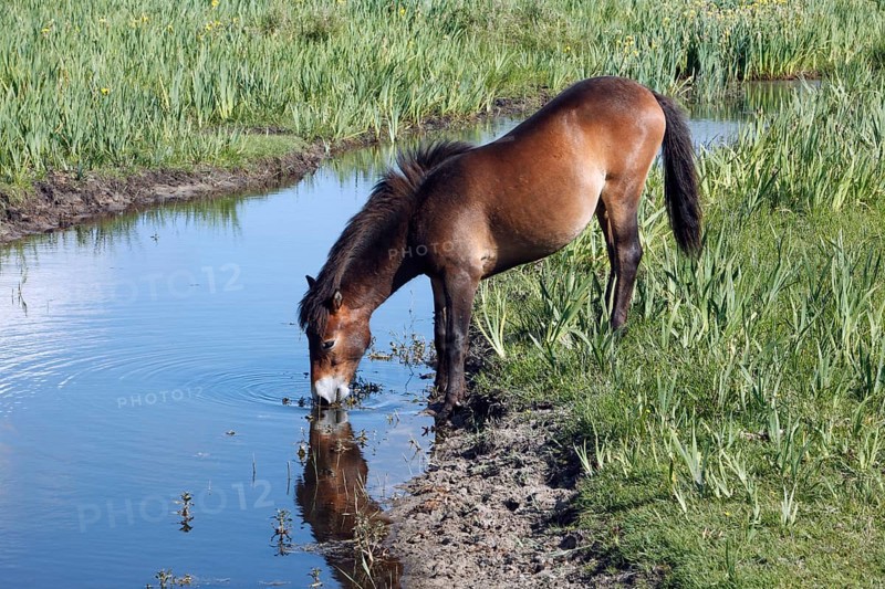 Exmoor pony, mare, lateral