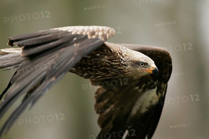 Black kite (Milvus migrans)