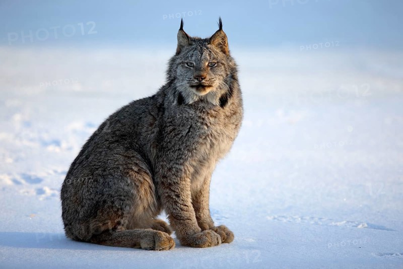Canada lynx (Lynx lynx canadensis) (Felis lynx canadensis), silver lynx