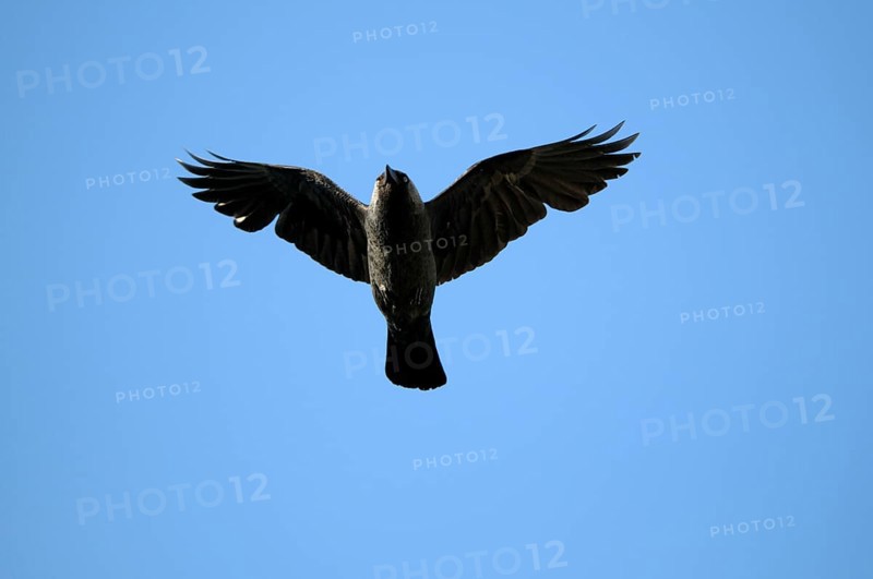 Jackdaw, North Rhine-Westphalia, Germany, Europe