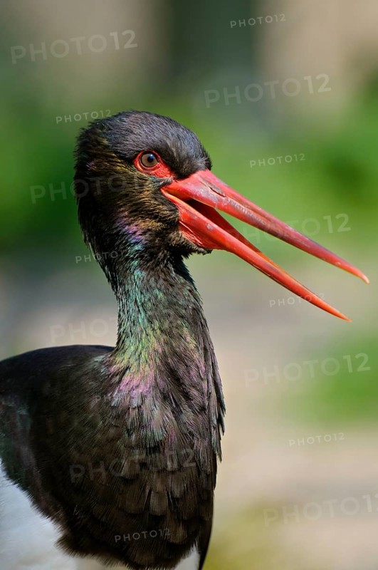 Black stork (Ciconia nigra), lateral view