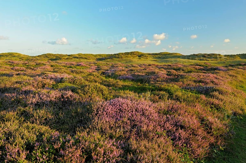 Common heather, De Bollekamer nature reserve, part of the Texel Dunes National Park, Texel Island, North Holland, Netherlands