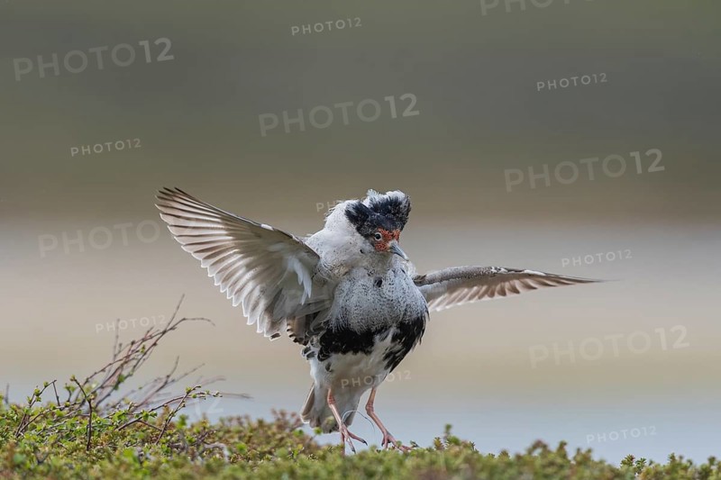 Ruff (Philomachus pugnax), male, courtship dance, northern Norway, Varanger, Norway, Europe