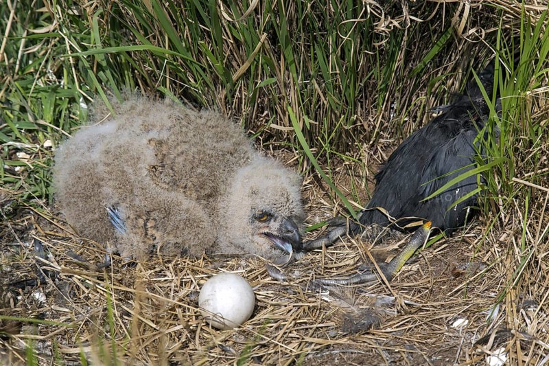 Eurasian eagle owl (Bubo bubo) chick, owlet with egg and moorhen prey in exposed nest on the ground