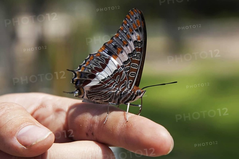 Two-tailed Pasha (Charaxes jasius), Foxy Emperor on finger, Etosha National Park, Namibia, South Africa, Africa
