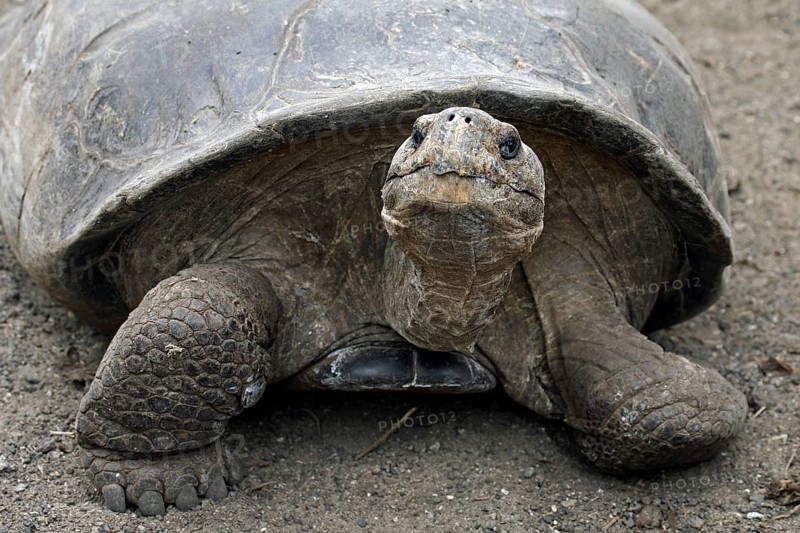 Galapagos giant tortoise (Chelonoidis nigra) (Geochelone elephantopus) in the Darwin Station, Santa Cruz island, Galápagos Islands, Ecuador, Latin America, South America