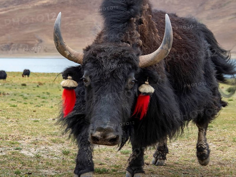Yak cattle with horns and red bobbles, aggressive bull, highlands of Tibet, China, Asia