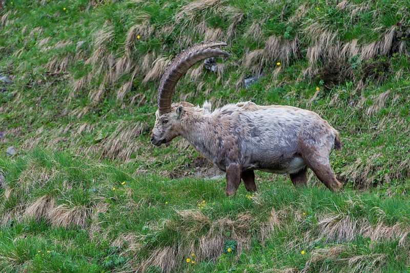 Alpine Ibex (Capra ibex), buck shedding its fur, High Tauern National Park, Austria, Europe