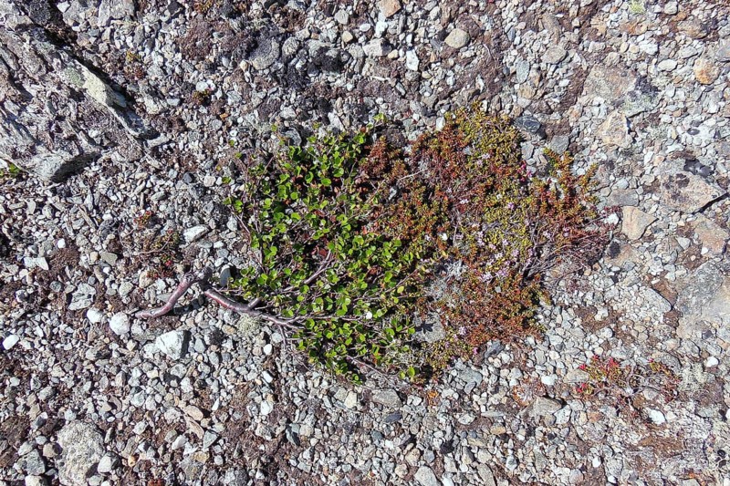 Dwarf Birch (Betula nana), Dovrefjell–Sunndalsfjella National Park, Norway, Europe