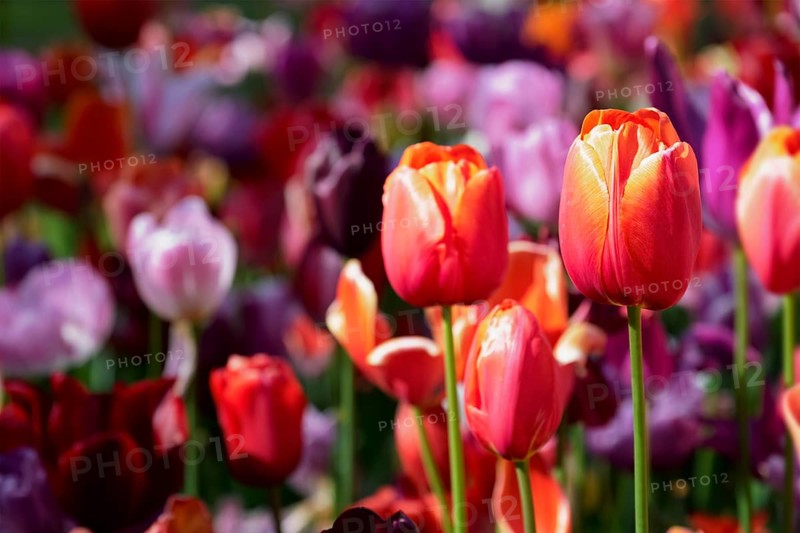 Blooming tulips flowerbed in Keukenhof flower garden, also known as the Garden of Europe, one of the world largest flower gardens and popular tourist attraction. Lisse, the Netherlands