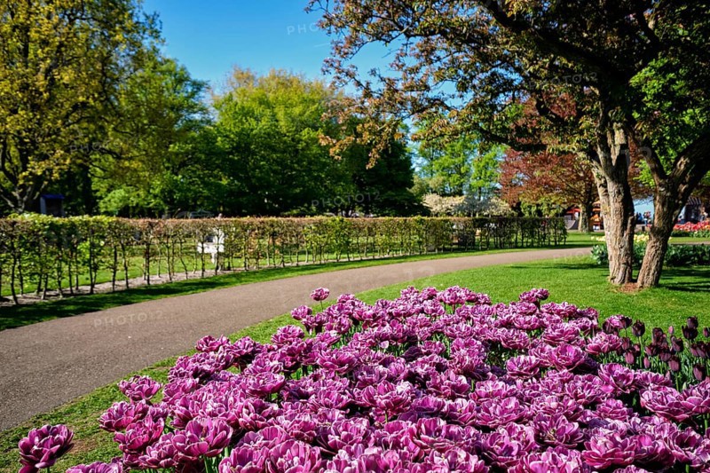 Blooming double late tulips (peony flowered tulips) flowerbed in Keukenhof flower garden aka the Garden of Europe, one of the world largest flower gardens. Lisse, the Netherlands