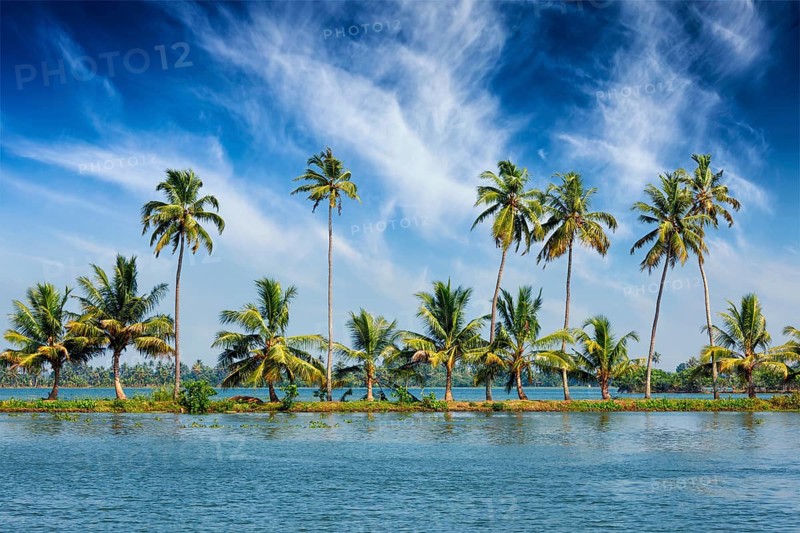 Kerala travel tourism background, Palms at Kerala backwaters. Allepey, Kerala, India. This is very typical image of backwaters