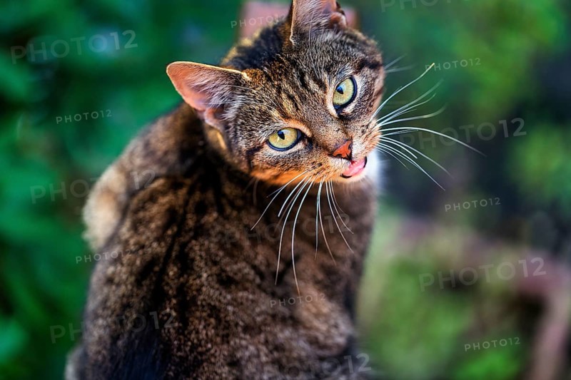 Brown tabby felidae (Felis silvestris catus), portrait, hissing, top view, Germany, Europe