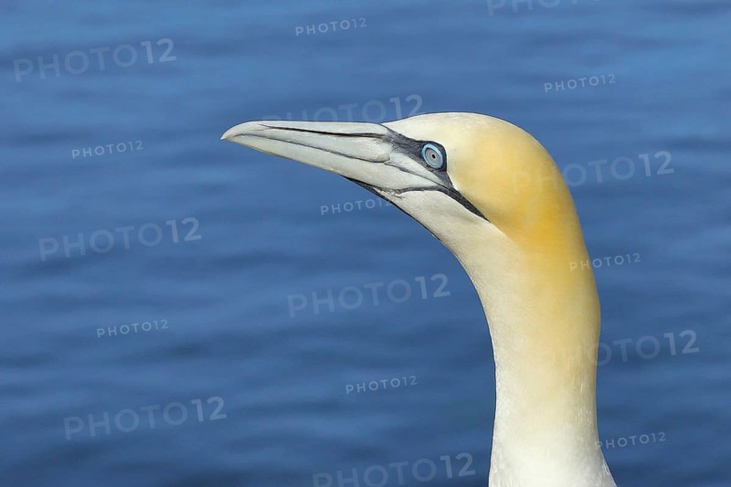 Northern gannet (Morus bassanus), animal portrait, side shot Lummenfelsen, Helgoland Island, Germany, Europe