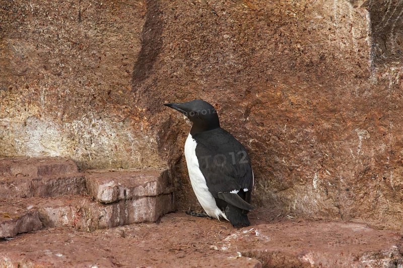 Thick-billed murre (Uria lomvia), Brünnich's guillemot breeding on rock ledge of sea cliff in seabird colony, Alkefjellet, Hinlopenstreet, Svalbard, Norway, Europe
