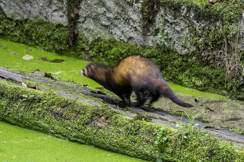 European polecat (Mustela putorius) running along old canal wall